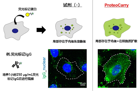 ProteoCarry ＜Protein Transfection Reagent＞ 无需预孵育！导入细胞质的蛋白转染试剂