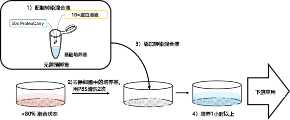 ProteoCarry ＜Protein Transfection Reagent＞ 无需预孵育！导入细胞质的蛋白转染试剂