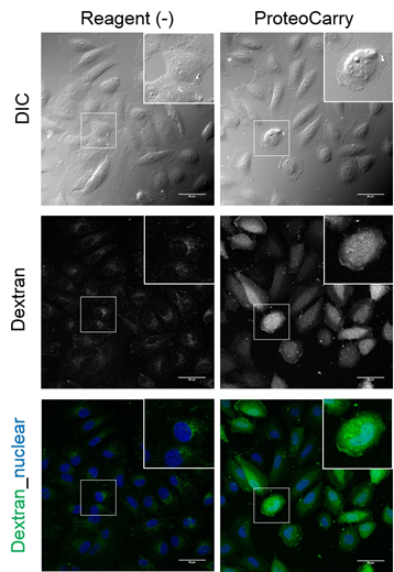 ProteoCarry ＜Protein Transfection Reagent＞ 无需预孵育！导入细胞质的蛋白转染试剂