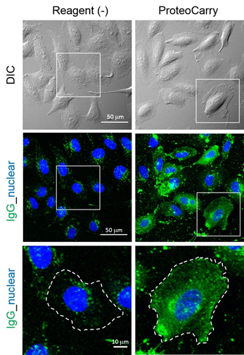 ProteoCarry ＜Protein Transfection Reagent＞ 无需预孵育！导入细胞质的蛋白转染试剂