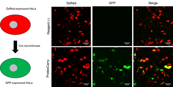 ProteoCarry ＜Protein Transfection Reagent＞ 无需预孵育！导入细胞质的蛋白转染试剂