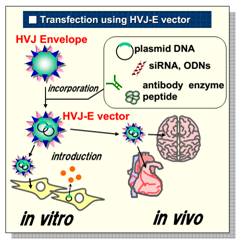 GenomONE® -Neo EX 仙台病毒包膜转染试剂 GenomONE® -Neo EX HVJ-E vials Transfection Reagents