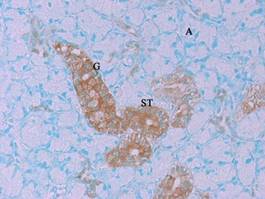 GenomONE® -Neo EX 仙台病毒包膜转染试剂 GenomONE® -Neo EX HVJ-E vials Transfection Reagents