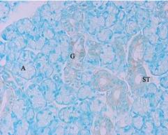 GenomONE® -Neo EX 仙台病毒包膜转染试剂 GenomONE® -Neo EX HVJ-E vials Transfection Reagents