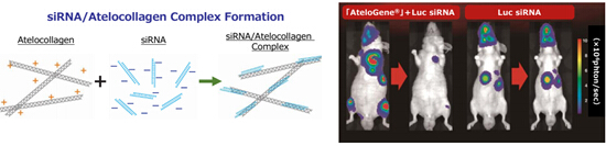 AteloGene® siRNA活体转染试剂盒                              AteloGene®  Quick Gelation