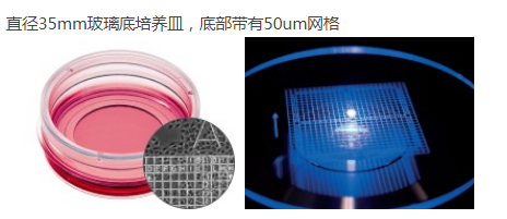 细胞定位格子培养皿